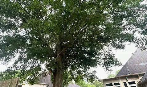An oak we worked on in Lafayette